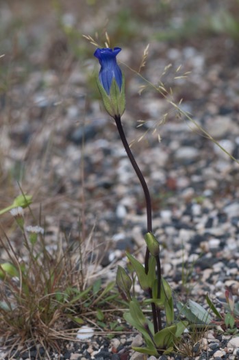 Island Fringed Gentian, a Canadian endemic!
